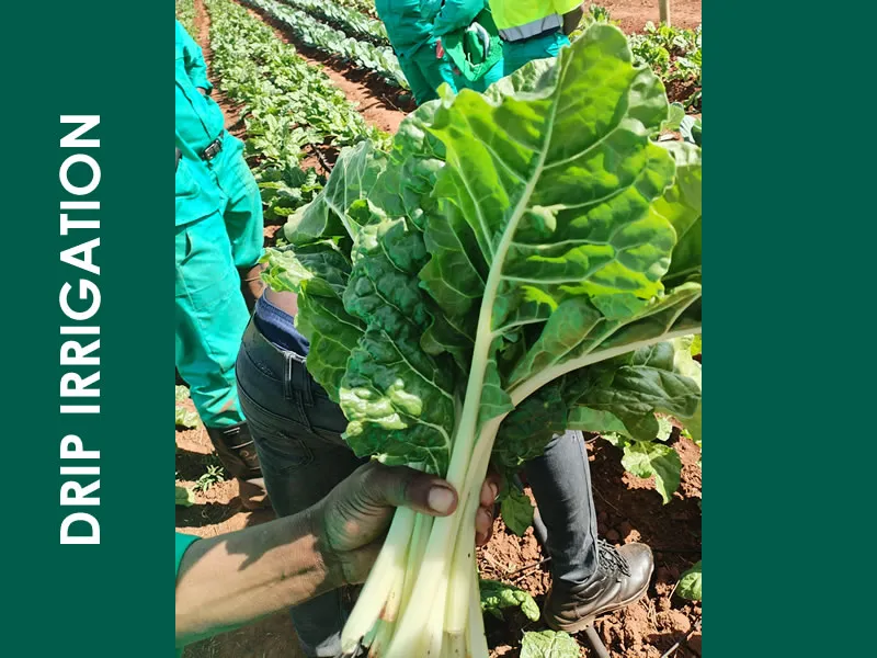 Drip Irrigation Project 2