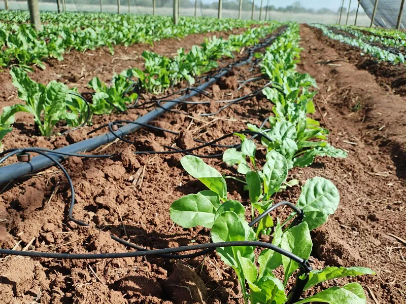 Drip Irrigation Project 3