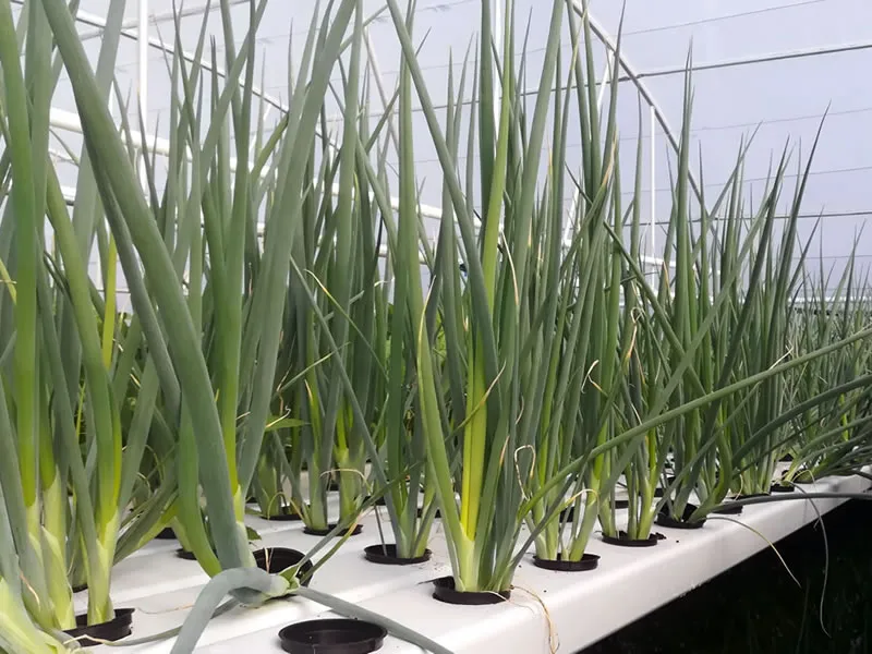 Hydroponics Project 1