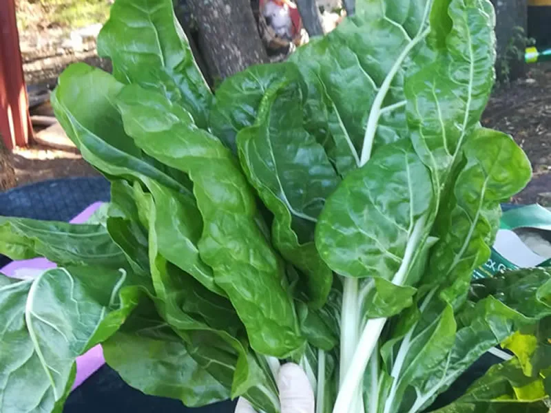 Hydroponics Project 2