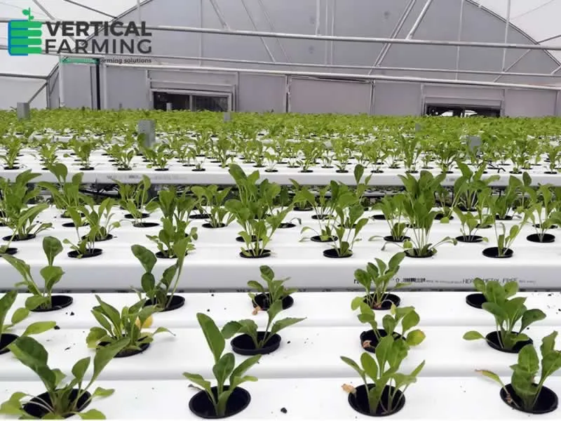 Hydroponics Project 3