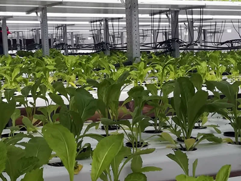 Hydroponics Project 4